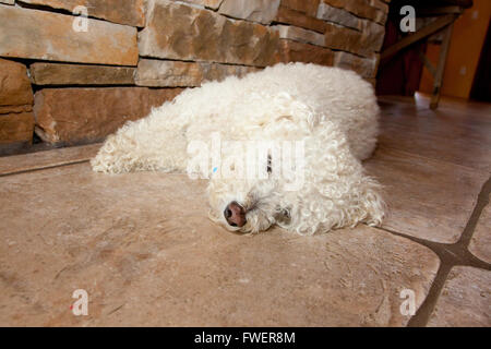 Ein weißer Hund liegt auf dem Boden in einem Keller und schläft auf der kalten Oberfläche an einem heißen Sommertag. Stockfoto