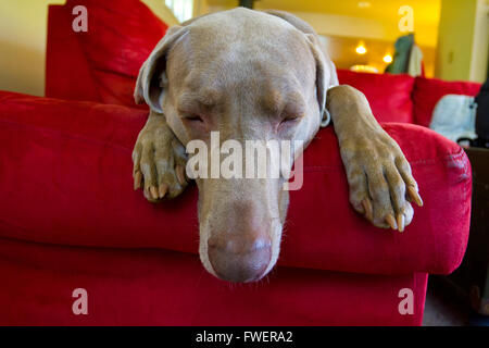 Ein schönen grauen Weimaraner Hund wirkt entspannend auf eine helle rote Couch im Innenbereich. Stockfoto