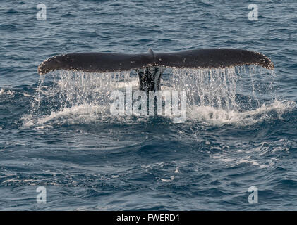 Humpback whale Tauchen anzeigen es Tail tropft Wasser von Fraser Island, Queensland, Australien. Stockfoto