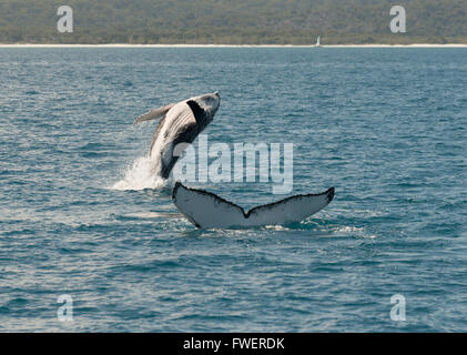 Junge Buckelwale ausspielen Fraser Island Australien Stockfoto
