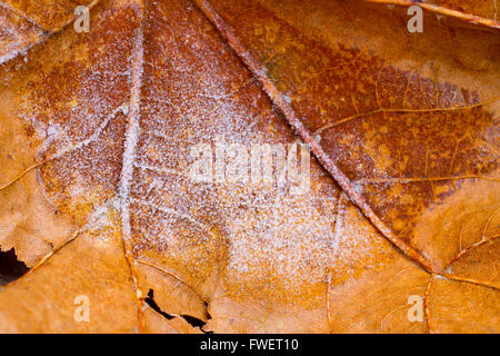 Ein Sturz oder Herbst Blatt hat frostigen Schnee Eis drauf während ein Einfrieren. Stockfoto