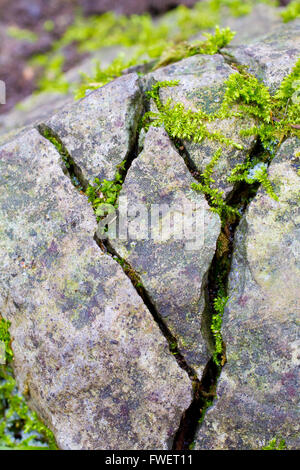 Einigen Steinen haben große Risse in ihnen und Moos Pflanzenwelt wächst aus den Rissen. Stockfoto