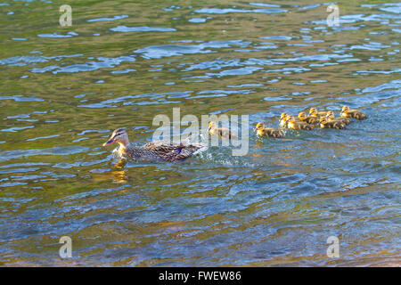 Eine Entenmutter schwimmt mit ihren Küken im Deschutes River während spielen den Führer zu folgen. Stockfoto