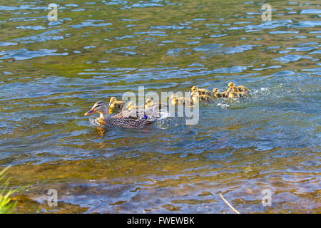 Eine Entenmutter schwimmt mit ihren Küken im Deschutes River während spielen den Führer zu folgen. Stockfoto