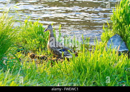 Eine schützende Entenmutter schützt ihre Küken vor Raubtieren in der Wiese entlang dieser Rvier Bank. Stockfoto