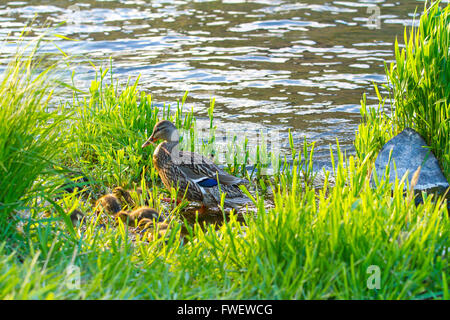 Eine schützende Entenmutter schützt ihre Küken vor Raubtieren in der Wiese entlang dieser Rvier Bank. Stockfoto