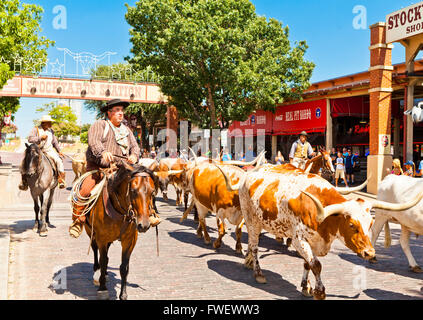 Almabtrieb in Fort Worth Stockyards, Texas, Vereinigte Staaten von Amerika, Nordamerika Stockfoto