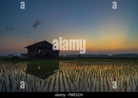 Verlassenes Holzhaus in der Mitte des Reisfeld mit einem Sonnenaufgang Himmel im Hintergrund. Stockfoto