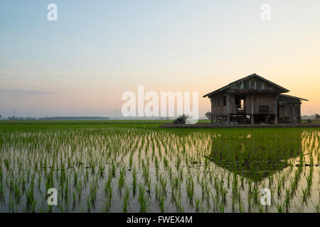 Verlassenes Holzhaus in der Mitte des Reisfeld mit einem Sonnenaufgang Himmel im Hintergrund. Stockfoto