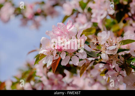 Neuer Frühling Zierapfel blüht, Fülle, Malus X moerlandsil, Nahaufnahme. Oklahoma, USA. Stockfoto