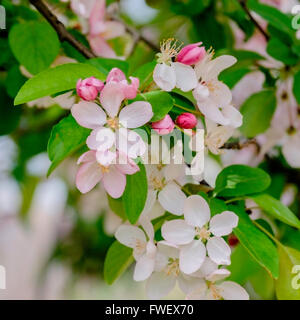 Neue rosa Feder Zierapfel blüht, Fülle, Malus X moerlandsil, Nahaufnahme. Oklahoma, USA. Stockfoto