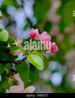 Rosafarbene Frühlingsblüten auf einem Krabbenanpfenbaum, üppig, Malus x moerlandsil, in Oklahoma, USA. Nahaufnahme von drei Blüten. Stockfoto