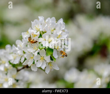 Honigbienen arbeiten neue Blüten Zierapfel, Malus Floribunda, im Frühjahr in Oklahoma, USA. Stockfoto