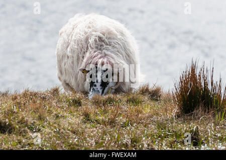 Blackface Schafe grasen auf der Spitze einer hohen Steilküste. Stockfoto