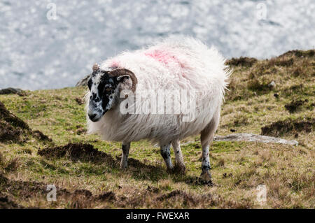 Blackface Schafe grasen auf der Spitze einer hohen Steilküste. Stockfoto