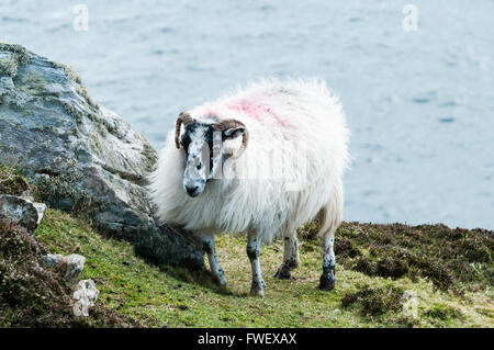 Blackface Schafe grasen auf der Spitze einer hohen Steilküste. Stockfoto