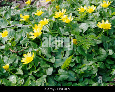 Kleinen Schöllkraut (Ficaria Verna früher Ranunculus Ficaria) wächst in eine alte Eisenbahn-schneiden in Norfolk Stockfoto