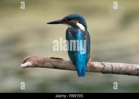 Eisvogel sitzt auf einem Ast über dem Wasser der alten Tiefe, Niederlande Stockfoto