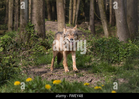 Eurasische Wolf aus dem Wald erscheinen Stockfoto