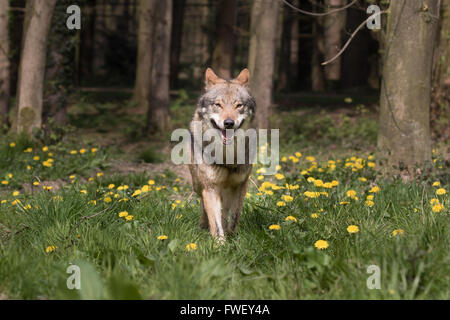 Eurasische Wolf aus dem Wald erscheinen Stockfoto