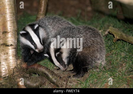 Jungen spielen Dachse im Wald, Niederlande Stockfoto