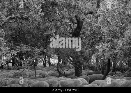 Schaf liegend unter den Bäumen in Frankreich Stockfoto