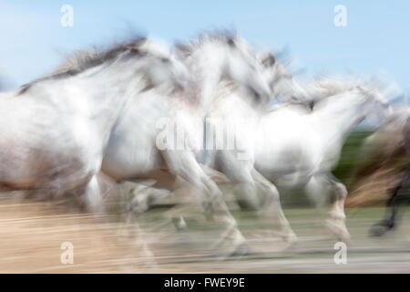 Weisse Pferde der Camargue in Frankreich Stockfoto