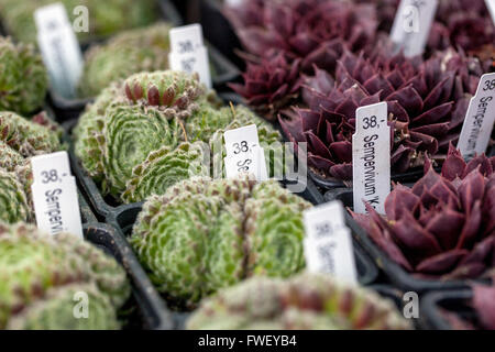 Steingartenpflanzen in Töpfen zum Verkauf Farmers Market, Sempervivum tectorum Stockfoto