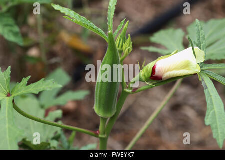 Okra mit Blume Stockfoto