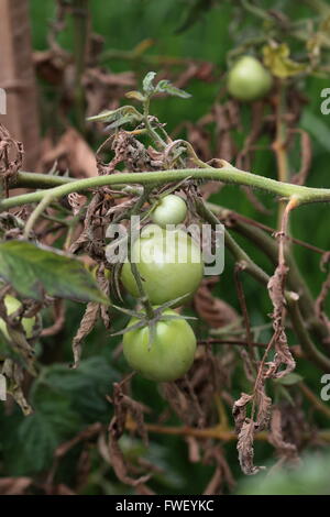 Unreife Tomaten am Baum Rebstock Stockfoto