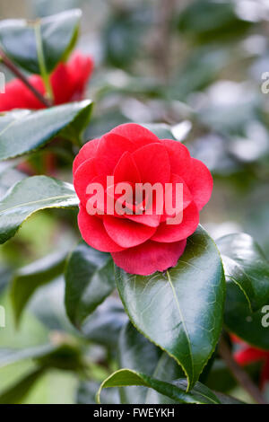 Camellia Japonica 'Ace of Hearts' Blumen im Frühjahr. Stockfoto