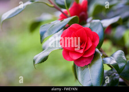 Camellia Japonica 'Ace of Hearts' Blumen im Frühjahr. Stockfoto
