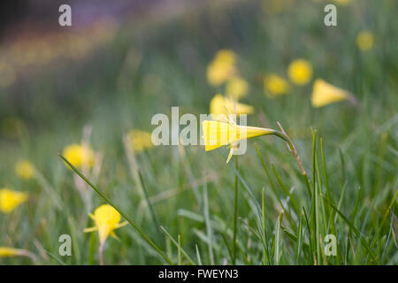 Narcissus Bulbocodium. Hoop Petticoat Osterglocken eingebürgert in Grünland. Stockfoto