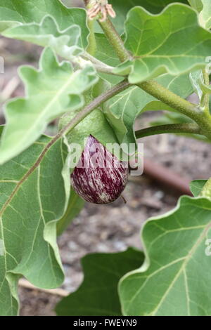 Anbau von Nubien Auberginen oder Tiger Solanum Melongena Auberginen Stockfoto