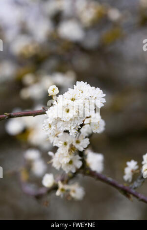 Prunus Spinosa 'Plena' Blumen im Frühjahr. Stockfoto