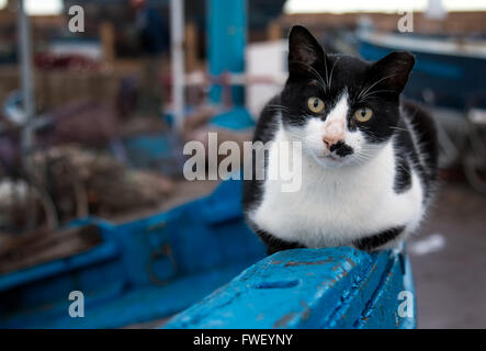 Katze schwarz gefärbt und weiß, sitzt auf der Kante eines blauen Boot in einem Hafen. Stockfoto