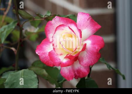 Doppelte Freude-Rosen in voller Blüte Stockfoto