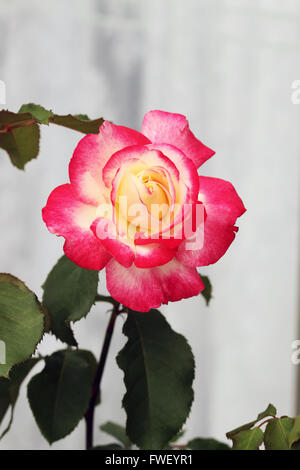 Doppelte Freude-Rosen in voller Blüte Stockfoto