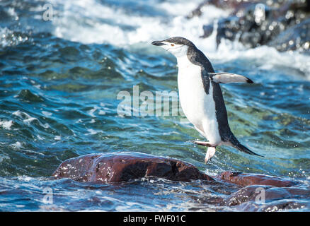 Kinnriemen Pinguin im Wasser Stockfoto