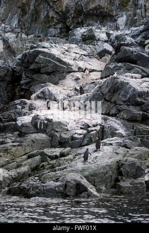 Kinnriemen Pinguin auf dem Felsen Stockfoto