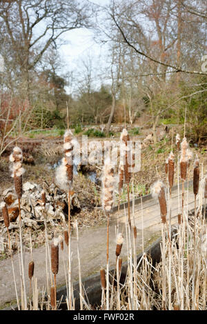 Rohrkolben (Typha Latifolia), eine mehrjährige krautige Feuchtgebiet Pflanze wächst an der RHS Gärten, Wisley, Surrey, UK im winter Stockfoto