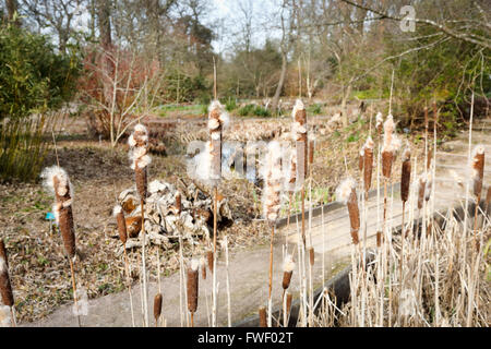 Rohrkolben (Typha Latifolia), eine mehrjährige krautige Feuchtgebiet Pflanze wächst an der RHS Gärten, Wisley, Surrey, UK im winter Stockfoto