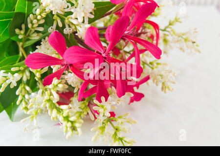 bunte Feld Blumen Blumenstrauß auf weiß Stockfoto