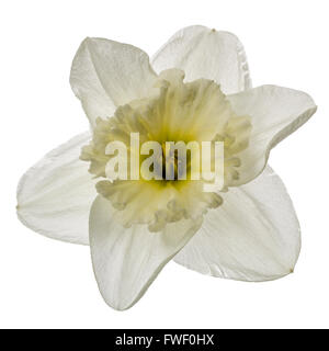 Blume der weißen Narzisse (Narcissus), isoliert auf weißem Hintergrund Stockfoto
