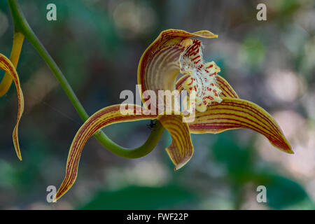 Wilde Orchidee in Phu Luang Nationalpark Thailand Stockfoto