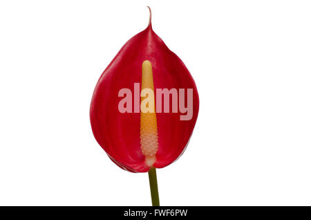 Anthurium Blumen isoliert auf weißem Hintergrund Stockfoto