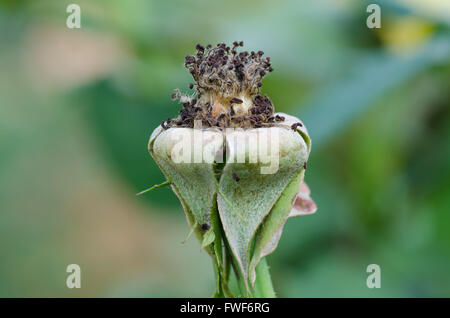 trockenen Pollen Rosen auf Baum Stockfoto