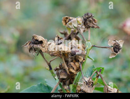 trockenen Pollen Rosen auf Baum Stockfoto