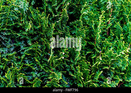 Juniper Laub neues Wachstum und Blüten im Frühjahr Stockfoto