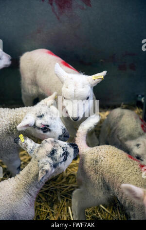 Lämmer auf dem Bauernmarkt Frühjahr Lämmer am Bauernmarkt, Landwirtschaft, Tier, Baby, Hintergrund, Scheune, Kind, Natur, Stockfoto